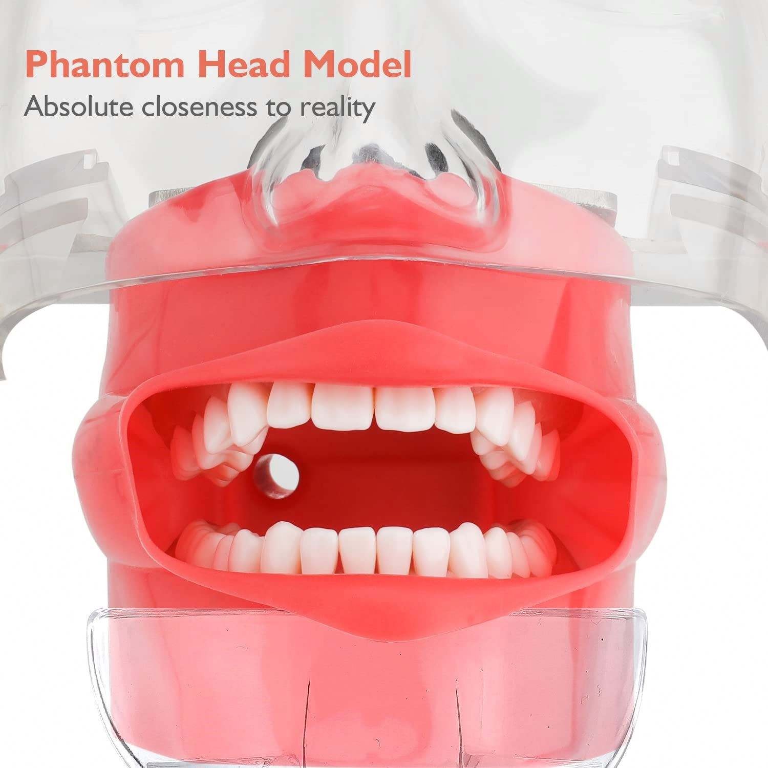 Dental Simulator Dental Mannequin Dental Head Model Dental Teeth Teaching Model