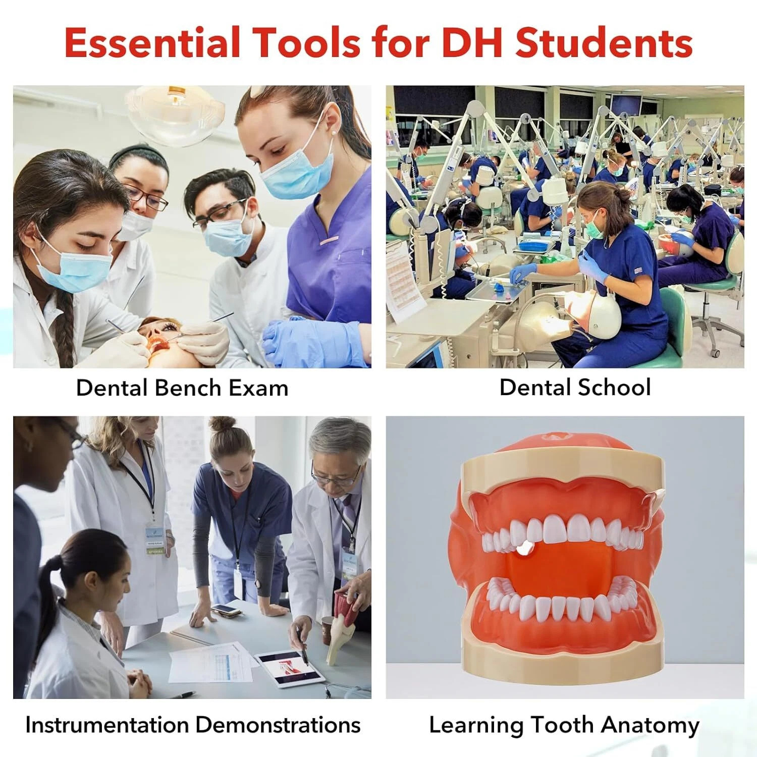 Dental Simulator Dental Mannequin Dental Head Model Dental Teeth Teaching Model