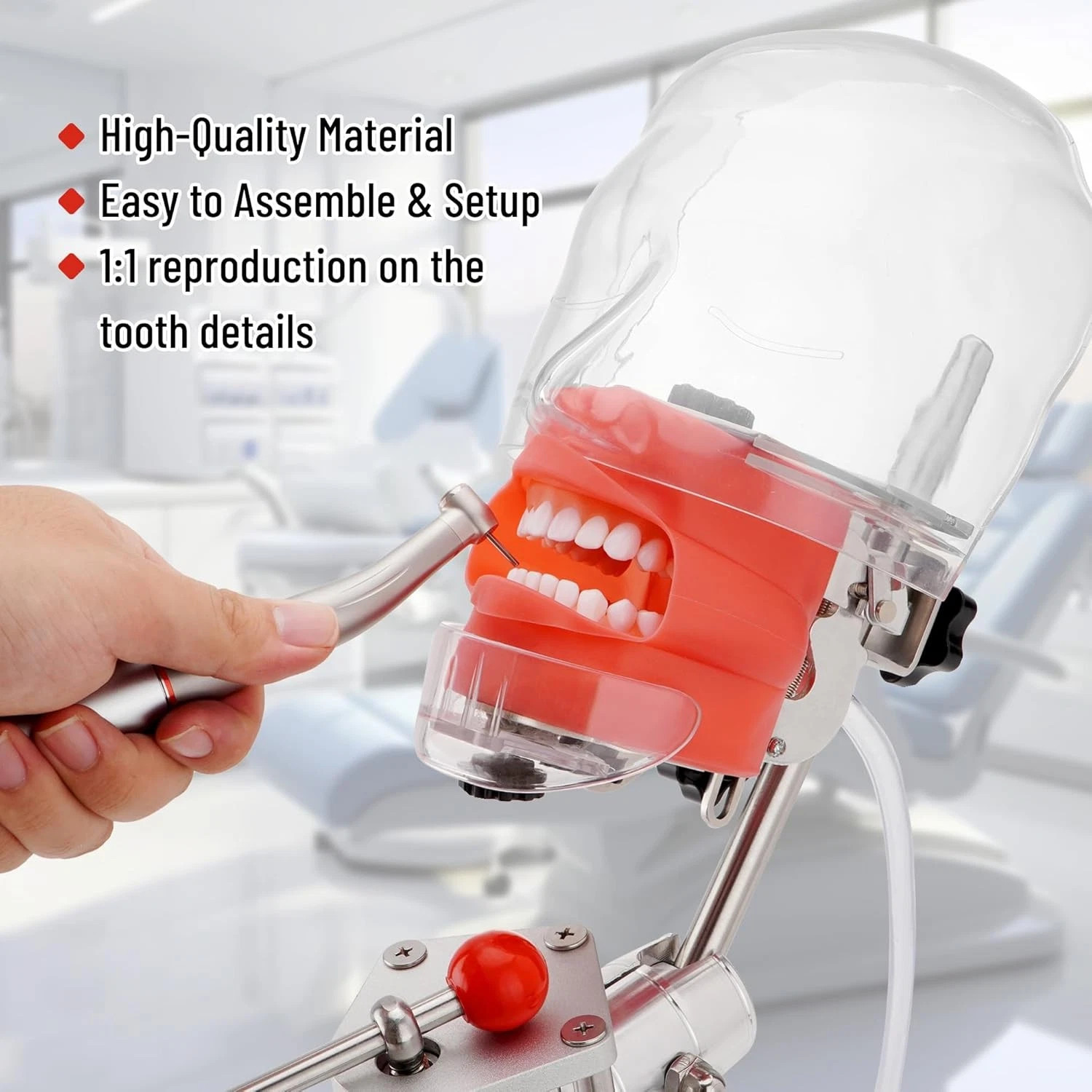 Dental Simulator Dental Mannequin Dental Head Model Dental Teeth Teaching Model