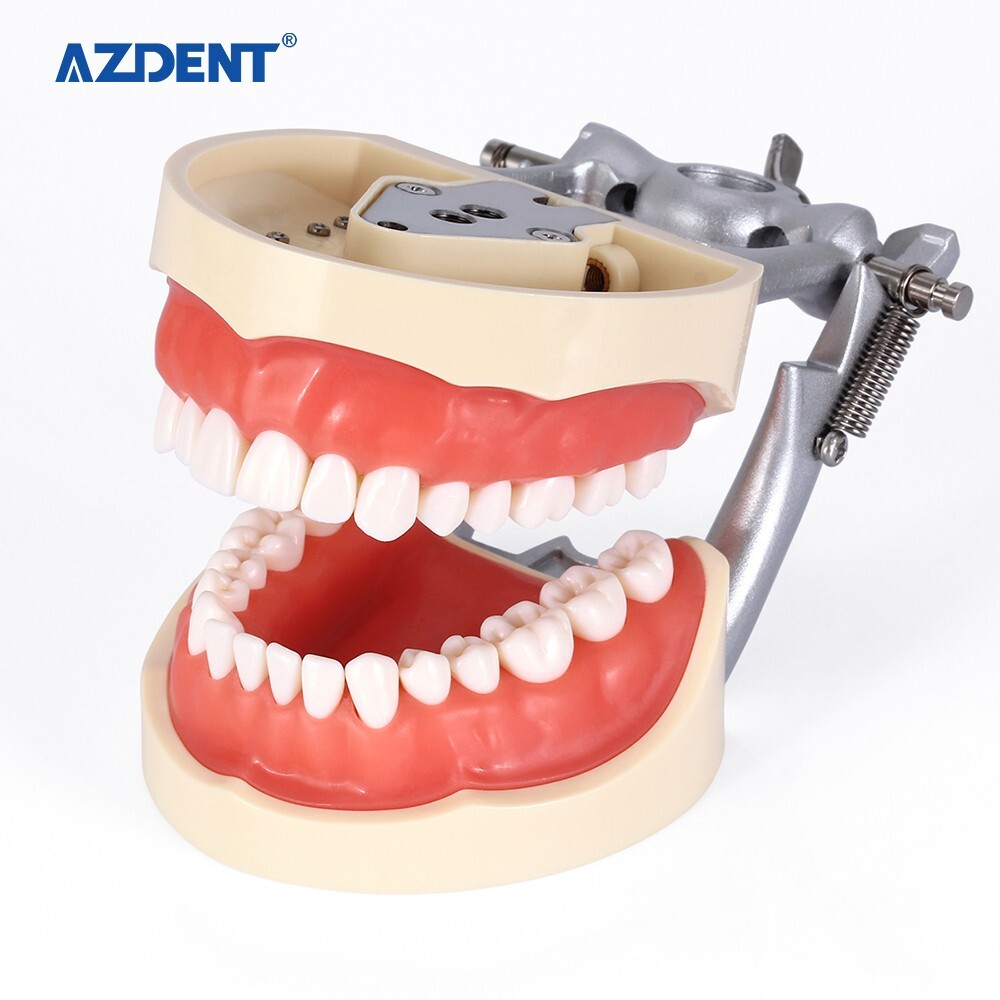 Dental Typodont Teeth Model With Removable Teeth Anatomical screw mounted teeth