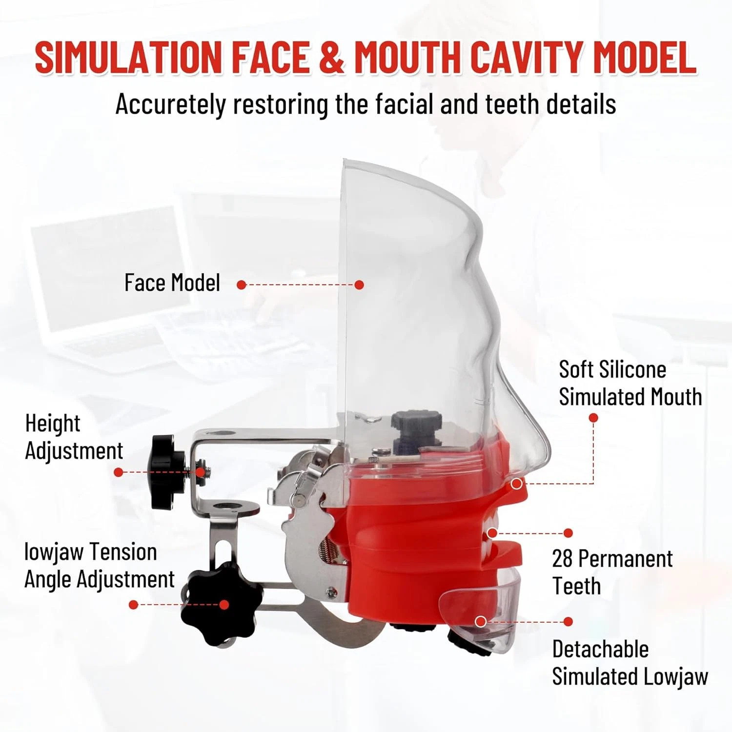 Dental Simulator Dental Mannequin Dental Head Model Dental Teeth Teaching Model