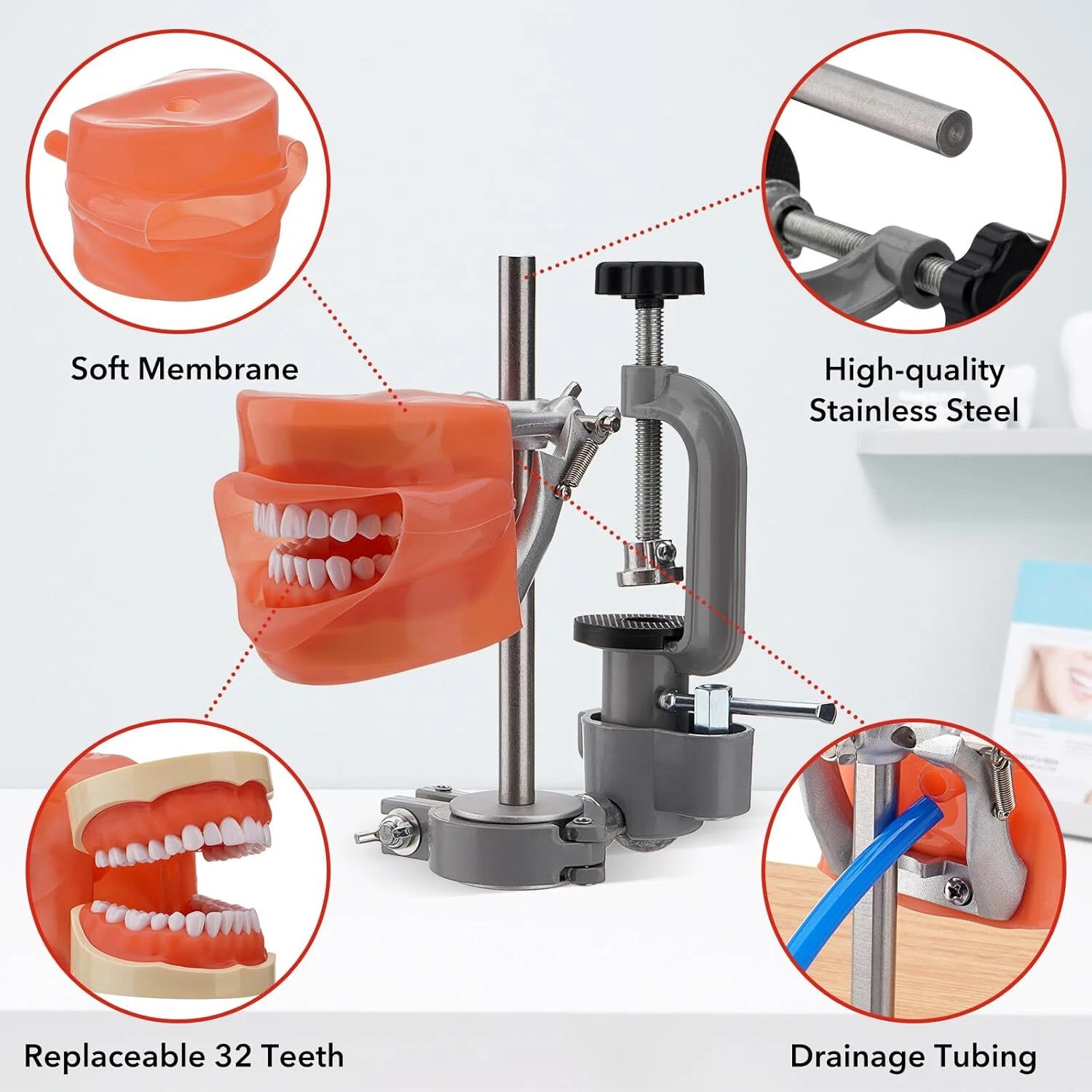 Dental Simulator Dental Mannequin Dental Head Model Dental Teeth Teaching Model