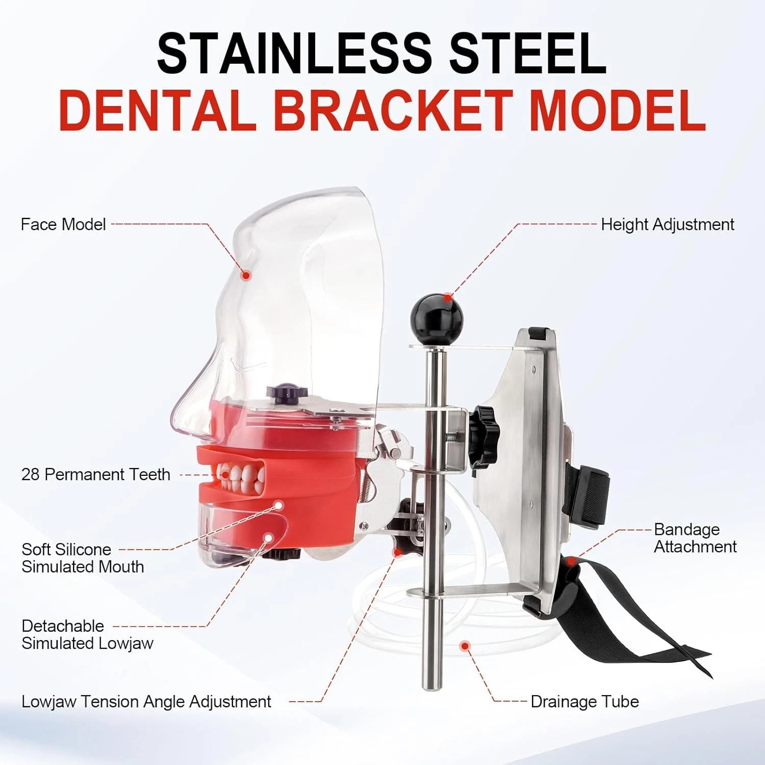 Dental Simulator Dental Mannequin Dental Head Model Dental Teeth Teaching Model