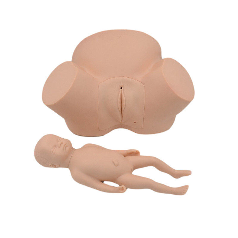 1:1 Midwifery Teaching Model Demonstration Of Childbirth