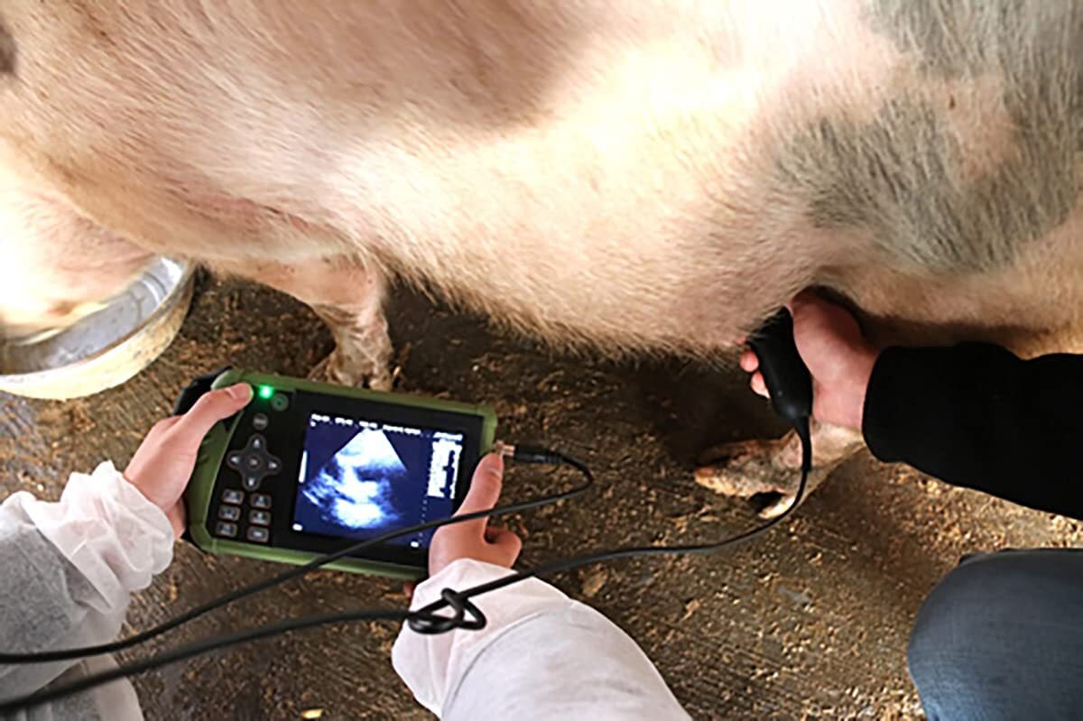 Vet Ultrasound System, Portable Vet Ultrasound Machine Scanner For Pig Horse